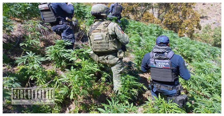 En Tuzantla, la Guardia Civil y el Ejército Mexicano destruyen más de 36 mil plantas de marihuana