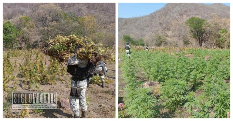 En el municipio de Carácuaro, la Guardia Nacional localizó y destruyó más de 14 mil plantas de aparente marihuana