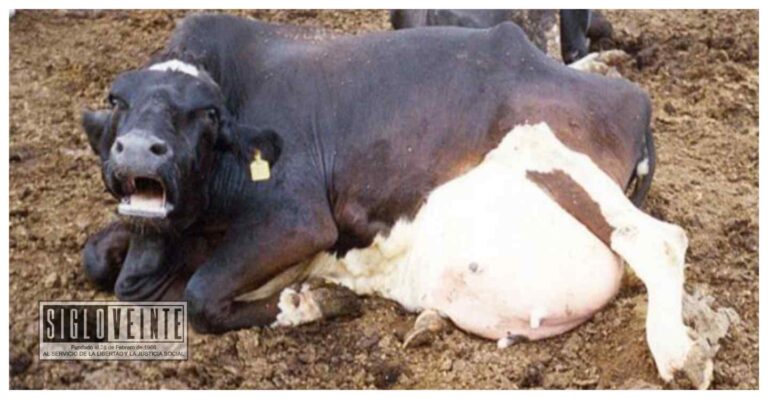 Formula la FGE, imputación contra una mujer de Huetamo por su presunta responsabilidad por crueldad animal contra un bovino