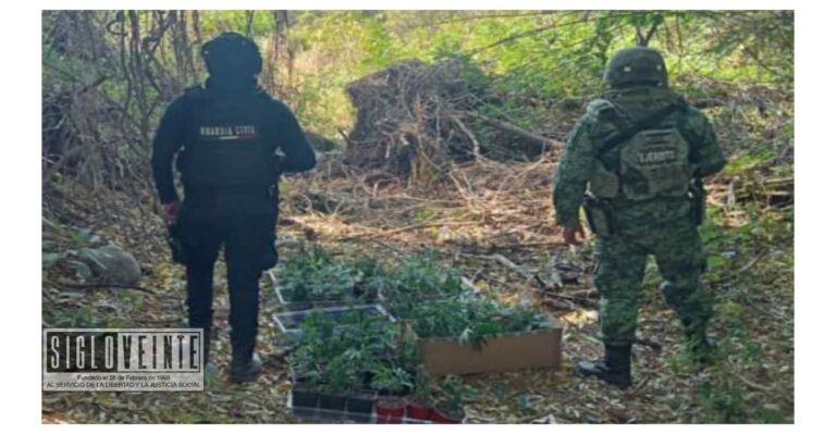 Guardia Civil y SEDENA localizan y calcinan 69 plantas de marihuana en Parácuaro