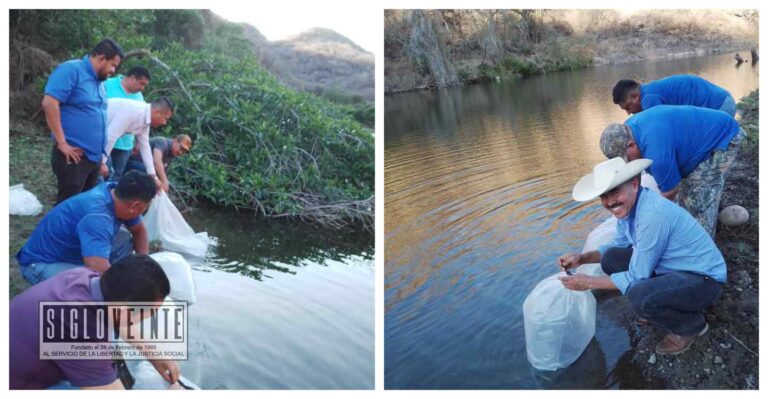 Siembran más de 100 mil crías de tilapia en siete presas del municipio de Nocupétaro