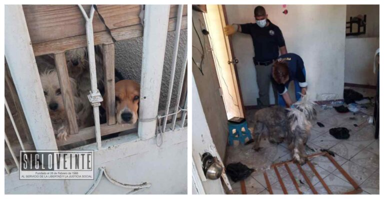 Tras denuncia ciudadana, la FGE rescata a 4 caninos y una gallina víctimas de maltrato animal