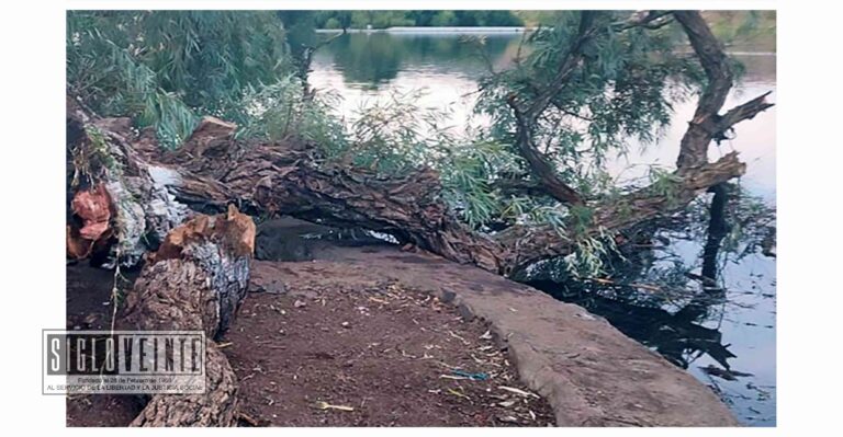 Lamentable accidente, en la Presa de La Luz de Jacona una niña muere al caerle un árbol encima