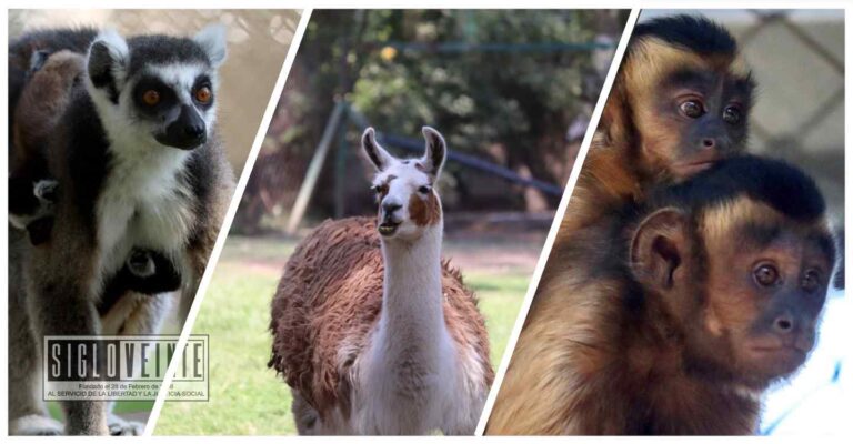 Llevará el Zoológico de Morelia educación ambiental a Nocupétaro