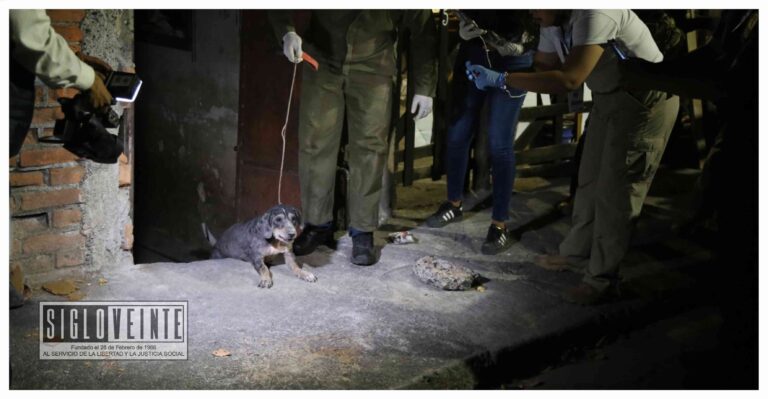 Rescatan a 32 ejemplares caninos víctimas de maltrato animal en la colonia Guadalupe de Morelia