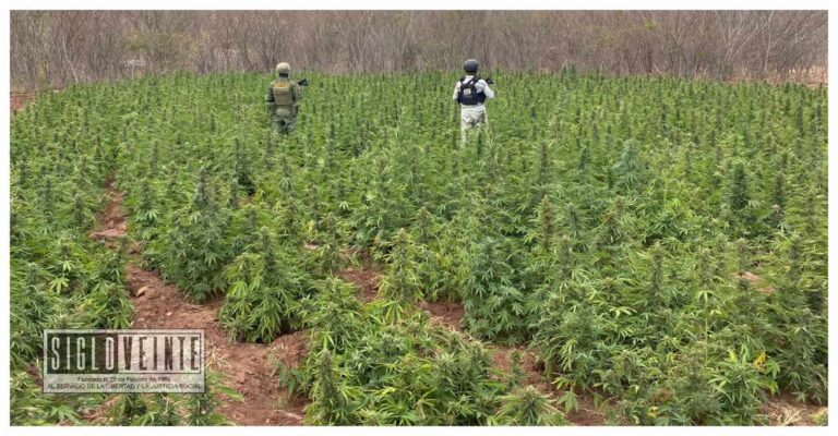 En Turicato, la Guardia Nacional y el Ejército Mexicano localizan más de 28 mil plantas de marihuana