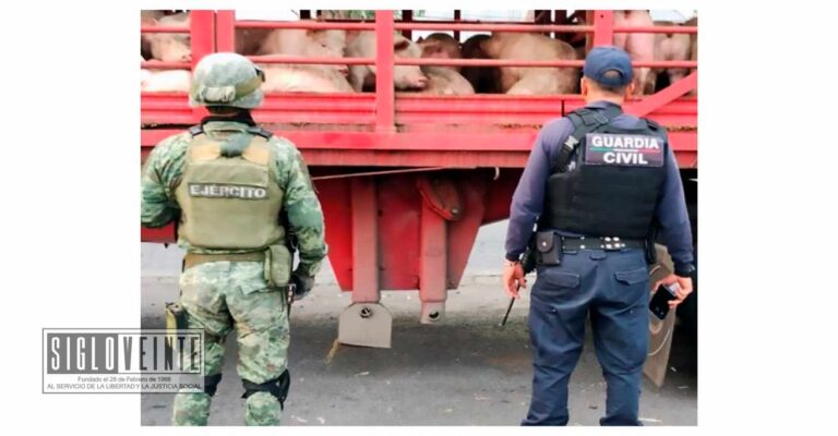 En Uruapan la SSP, SEDENA y GN impiden robo de camión que transportaba puercos, fue detenido el ladrón