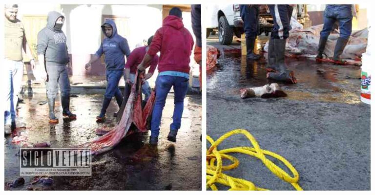 En protesta, carniceros y tablajeros sacrifican y destazan una res afuera de la Presidencia Municipal de Tancítaro