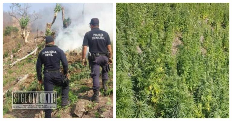 En Villa Madero, la Guardia Civil asegura 14 mil plantas de marihuana y fueron destruidos mediante incineración