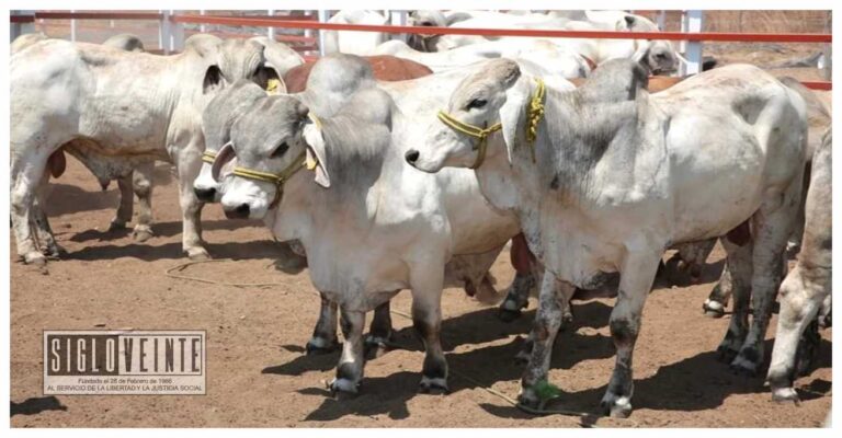 Llaman a ganaderos y porcicultores a proteger sus animales ante ola de calor, hay que mantenerlos hidratados y bajo sombra