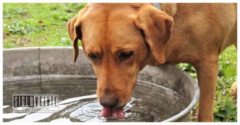 Protege a tus mascotas del calor con estas recomendaciones de la Secretaría de Salud de Michoacán