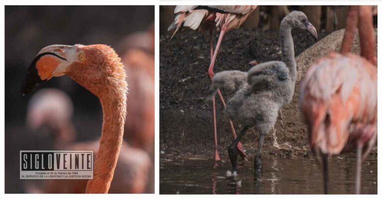 Aumenta la población de flamencos en el Zoológico de Morelia con la llegada de nuevas crías