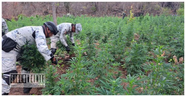 En Turicato, la Guardia Nacional y el Ejército Mexicano destruyen 12 mil plantas de marihuana