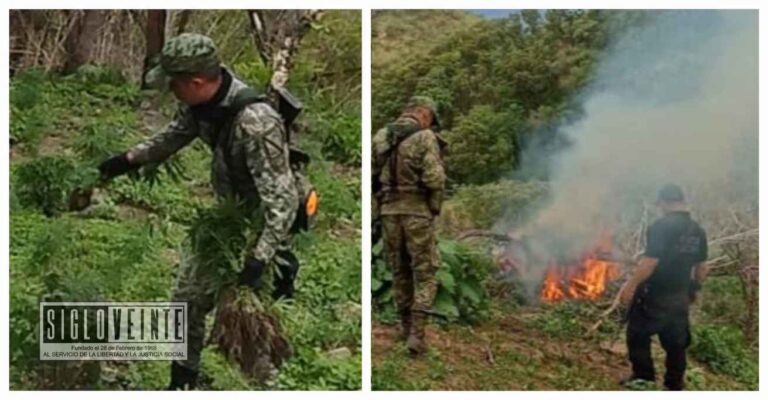 En Villa Madero, la Guardia Civil y el Ejército localizan y destruyen plantío de marihuana