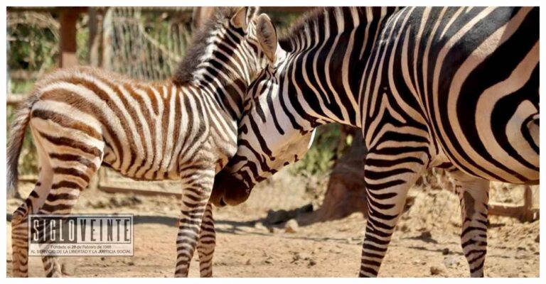 En este verano conoce a las 2 nuevas crías de cebra en el Zoológico de Morelia