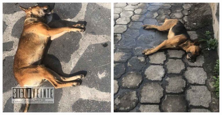 La Comisión Estatal de los Derechos Humanos en Michoacán investigará envenenamiento masivo de perros en Paracho