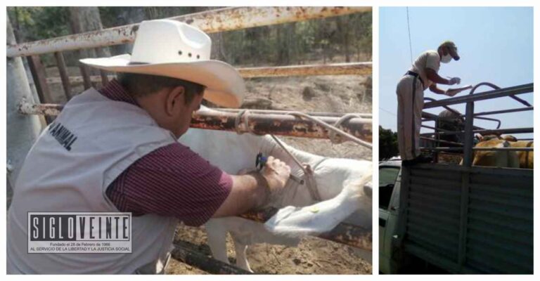 Apoya la SADER a productores para mejorar condiciones sanitarias del ganado a través de un paquete básico que incluye vacunas, vitaminas y desparasitante