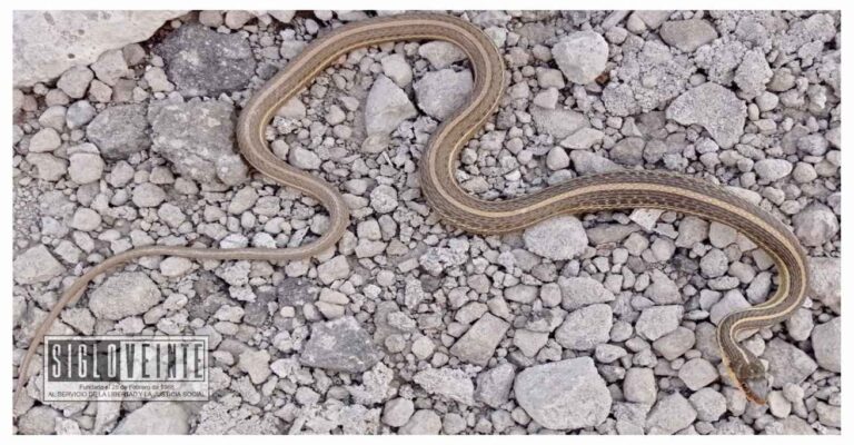 Hallan nueva especie de serpiente acuática en Michoacán