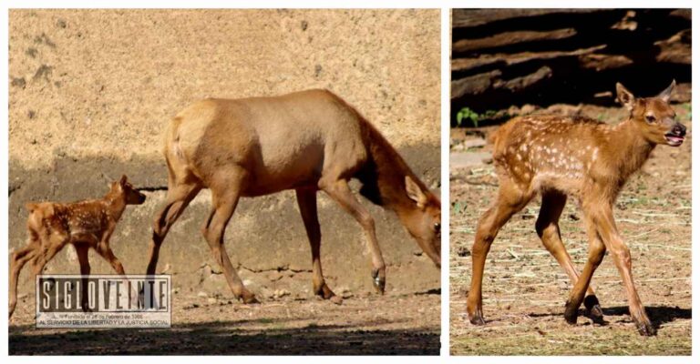 Nacieron tres crías de ciervo canadiense en el Zoológico de Morelia, ya pueden ser admirados por los visitantes