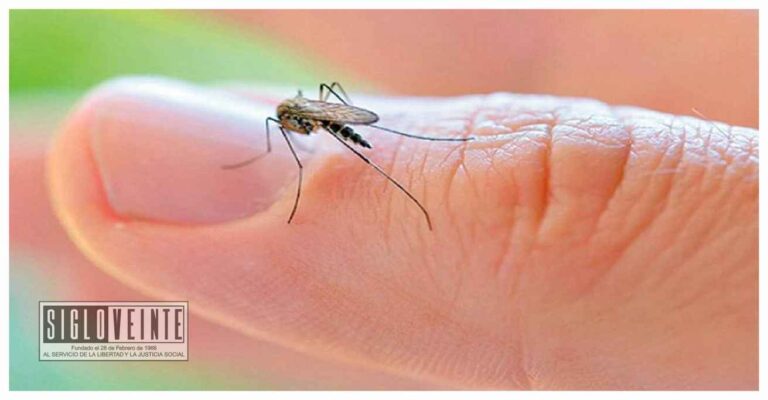 Aumentan los casos de dengue en Michoacán, van mil 9 confirmados; Nocupétaro, Huetamo, Juárez y Lázaro Cárdenas encabezan los municipios con más casos