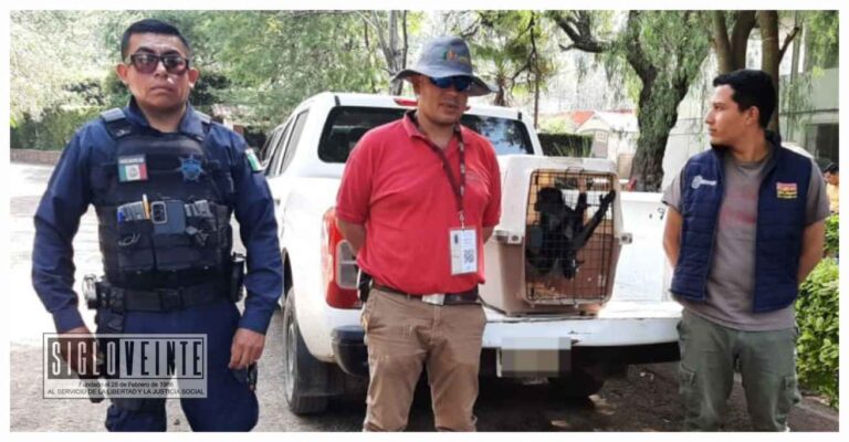 La Guardia Civil y la PROFEPA rescatan a un mono araña en Morelia