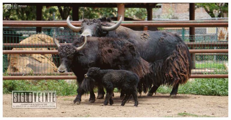 Nace el primer ejemplar de yak en el Zoológico de Morelia