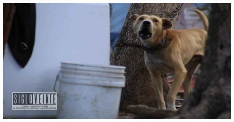 Profesor patea a un cachorro en escuela secundaria de Morelia, ya fue vinculado a proceso
