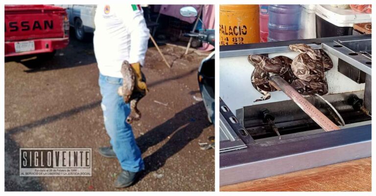 Encuentran culebra en el interior de un carrito de hot dogs del centro de Ciudad Altamirano