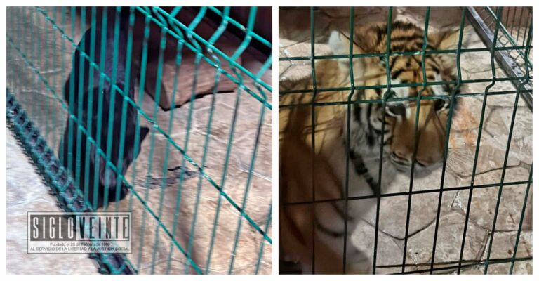 En cateo, Guardia Civil, Ejército y FGE rescatan a un león, una pantera y un tigre en el municipio de Tanhuato