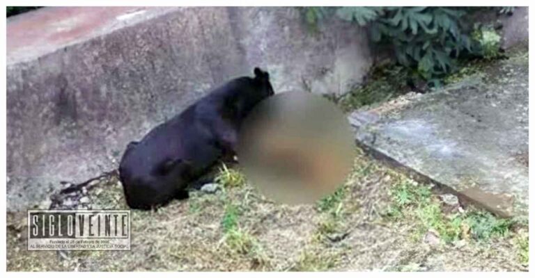 Macabro hallazgo en Tlalpujahua: Perro llega a su casa con cabeza humana