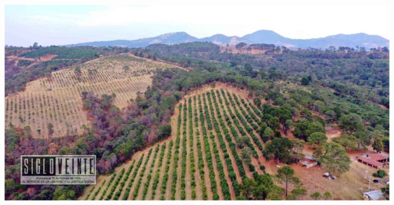 Álvaro “N”, fue vinculado a proceso por plantar ilegalmente aguacate en el municipio de Tacámbaro