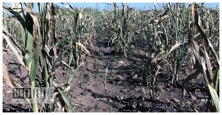 Confirma la SADER que Churumuco, Huetamo, San Lucas, Tiquicheo, Susupuato y Tuzantla están afectados por la sequía