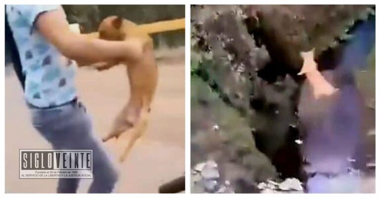 Maltrato animal sacude a Michoacán: jóvenes lanzan a perrito a un río