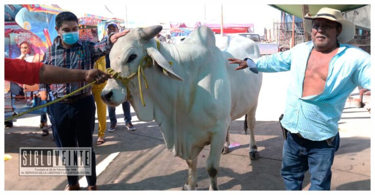 Por la Expo Feria Huetamo 2023, el gobierno municipal de Huetamo entrega de vaquillas y sementales subsidiados y rifa un semental