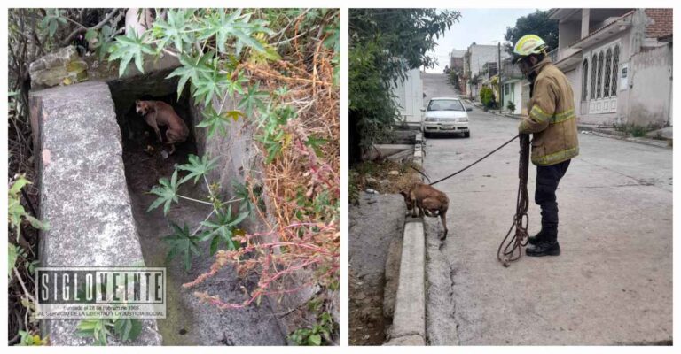 Rescatan Bomberos de Zitácuaro a perrito atrapado en canal de aguas pluviales