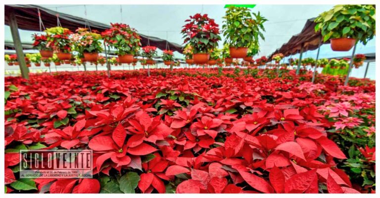 ¿Sabías que las Nochebuenas tienen uso como planta medicinal?