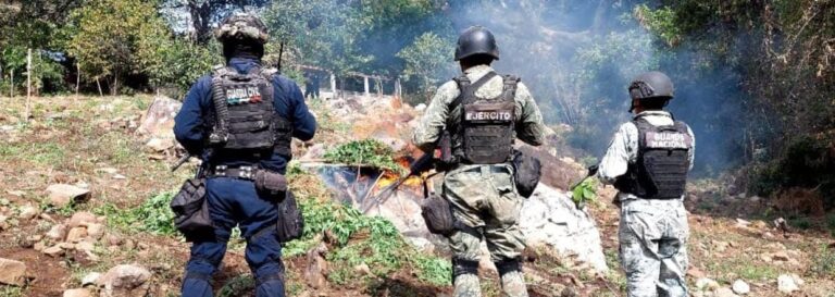 Guardia Civil, Sedena y GN localizan y destruyen 3 plantíos de marihuana, en Churumuco