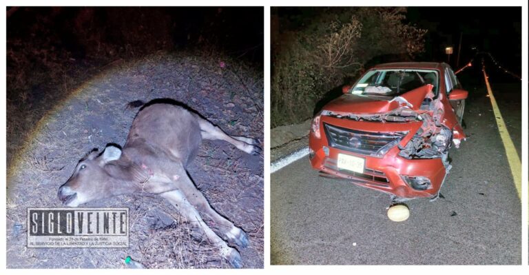 Dos adultos mayores resultan ilesos, después de chocar con un becerro que invadió la carretera Huetamo-La Eréndira
