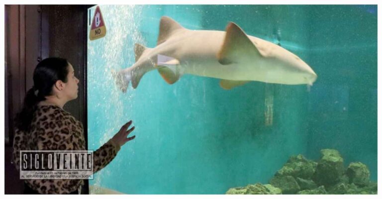“Zoorpréndete” con los tiburones ‘gata’ en el parque Zoológico Benito Juárez de Morelia