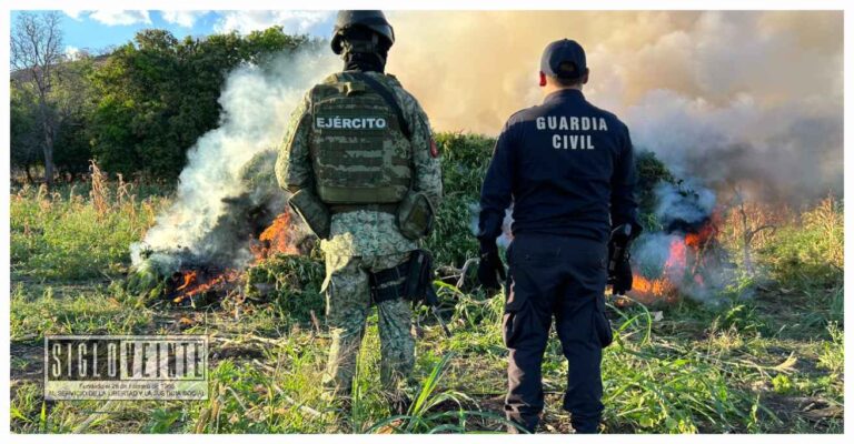 Guardia Civil y Ejército Mexicano localizan y destruyen 2 mil plantas de enervantes en Tuzantla