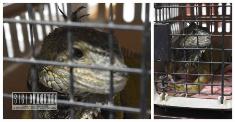 En Ciudad de Universitaria de Morelia, detienen a mujer por resunta responsable de maltrato animal ya que traía una iguana de mascota