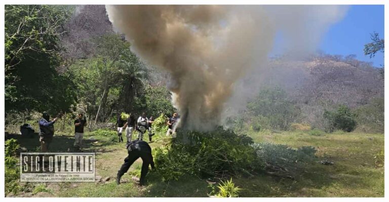 Fuerzas federales y estatales incineran más de 10 mil plantas de marihuana en Nocupétaro