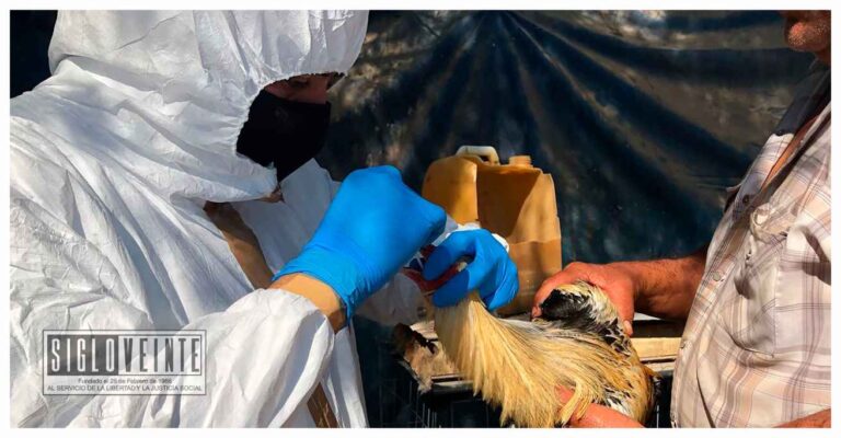 Luego del brote de gripe aviar en Huetamo, la SSM señala que no hay casos en humanos