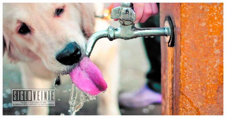 Protege a tus mascotas del calor con estas recomendaciones, perros y gatos también pueden sufrir una deshidratación o golpe de calor
