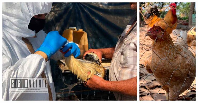 Registran influenza aviar AH5N2 de alta peligrosidad en granja de Huetamo, ya mató 117 aves