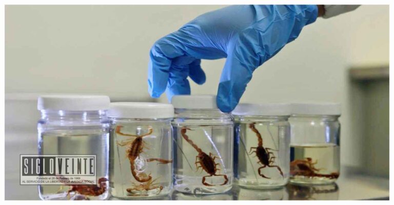 ¿Sabes cómo evitar la proliferación de alacranes en el hogar?
