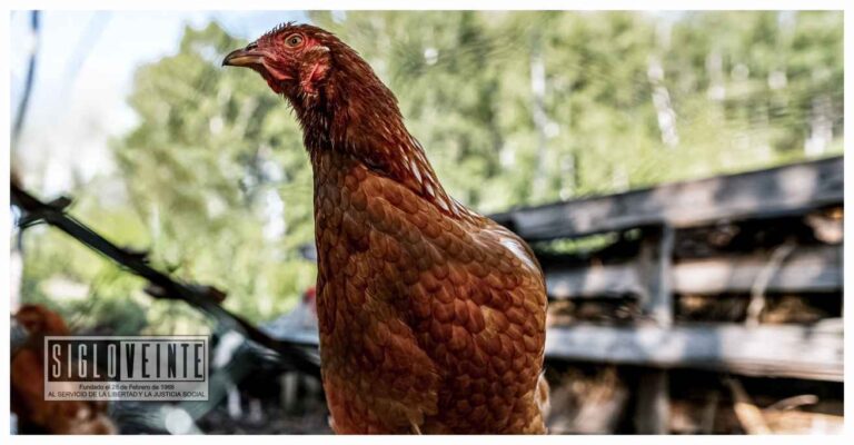 Brote de Influenza Aviar en granja de Huetamo no representa riesgo sanitario para Michoacán: SADER