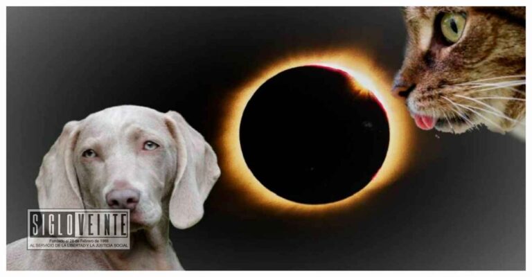 Efectos del eclipse total solar 2024 en los animales: ¿Qué podemos esperar?