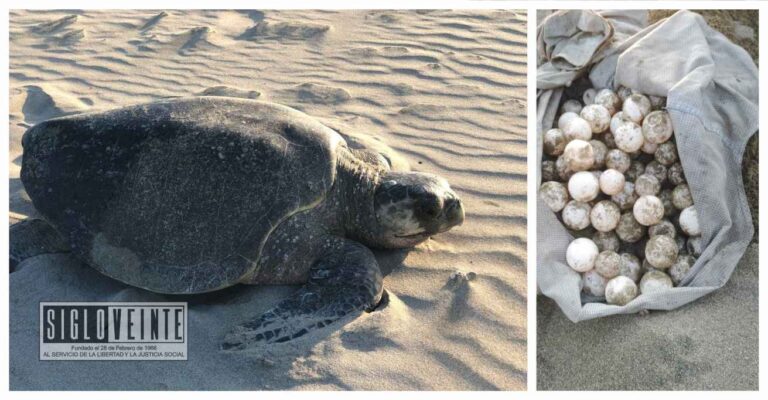 Protección Civil de Michoacán dio de baja a 2 elementos relacionados con el robo de huevos de tortuga