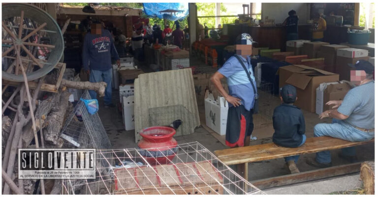 Desaloja la Guardia Civil a 300 asistentes a pelea de gallos ilegal en el municipio de Ciudad Hidalgo